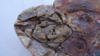 40 cm GIANT COELACANTH fish fossil Trias 250 mio Madagascar (CO - 30 / 2045) 3