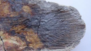 40 cm GIANT COELACANTH fish fossil Trias 250 mio Madagascar (CO - 30 / 2045) 5