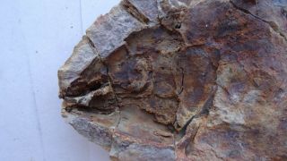 40 cm GIANT COELACANTH fish fossil Trias 250 mio Madagascar (CO - 30 / 2045) 6