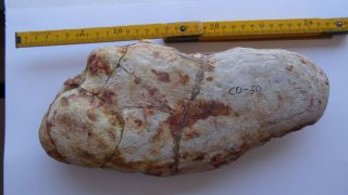 40 cm GIANT COELACANTH fish fossil Trias 250 mio Madagascar (CO - 30 / 2045) 7