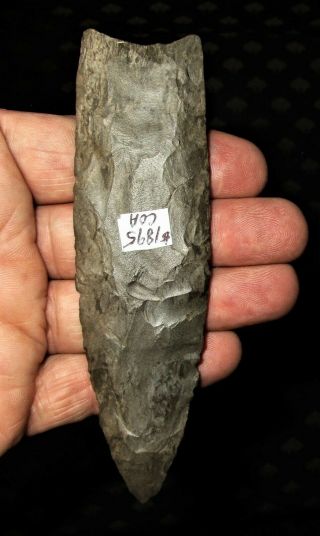 Giant Fluted Clovis Arrowhead - Authentic Paleo Indian Artifact with 7