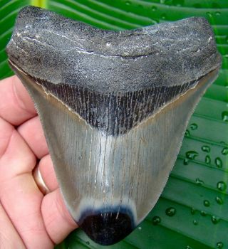 Megalodon Shark Tooth - 4 In.  Real Fossil Sharks Teeth - Jaw