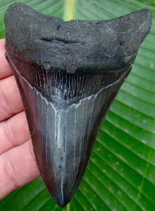 Megalodon Shark Tooth 4 & 1/8 In.  Jet Black - Lower Jaw - No Restorations