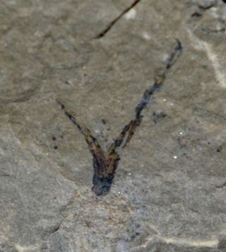 Cooksonia.  Oldest Silurian Fossil First Land Plant