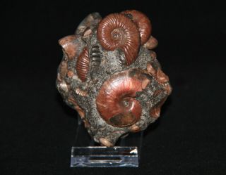 Ammonite Phyllopachyceras Acanthohoplitestetragonites Zuercherella Fossil