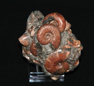 Ammonite Phyllopachyceras AcanthohoplitesTetragonites Zuercherella Fossil 2