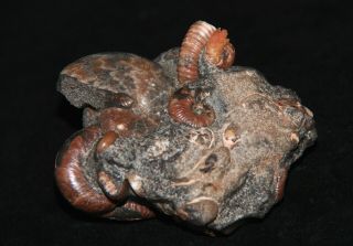 Ammonite Phyllopachyceras AcanthohoplitesTetragonites Zuercherella Fossil 3