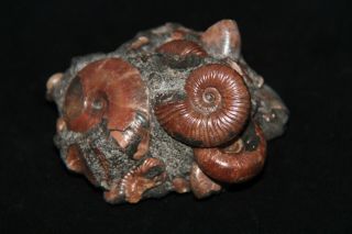 Ammonite Phyllopachyceras AcanthohoplitesTetragonites Zuercherella Fossil 5