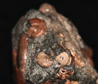 Ammonite Phyllopachyceras AcanthohoplitesTetragonites Zuercherella Fossil 6