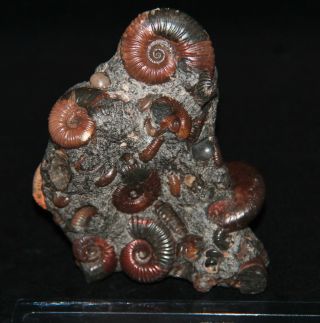 Ammonite Acanthohoplites Diadochoceras Salfeldiella Zuercherella Fossil