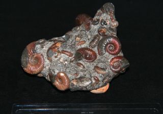 Ammonite Acanthohoplites Diadochoceras Salfeldiella Zuercherella Fossil 2