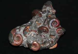 Ammonite Acanthohoplites Diadochoceras Salfeldiella Zuercherella Fossil 3