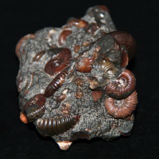 Ammonite Acanthohoplites Diadochoceras Salfeldiella Zuercherella Fossil 4