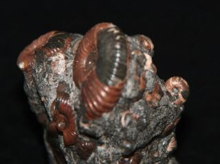 Ammonite Acanthohoplites Diadochoceras Salfeldiella Zuercherella Fossil 5