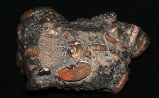 Ammonite Acanthohoplites Diadochoceras Salfeldiella Zuercherella Fossil 6