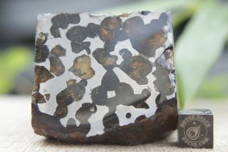 Sericho Pallasite Meteorite from Kenya Africa Habaswein 325 gram partial cut 2