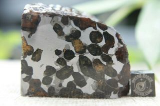 Sericho Pallasite Meteorite from Kenya Africa Habaswein 325 gram partial cut 3