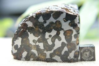 Sericho Pallasite Meteorite from Kenya Africa Habaswein 325 gram partial cut 4