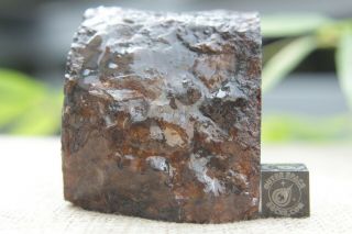 Sericho Pallasite Meteorite from Kenya Africa Habaswein 325 gram partial cut 5