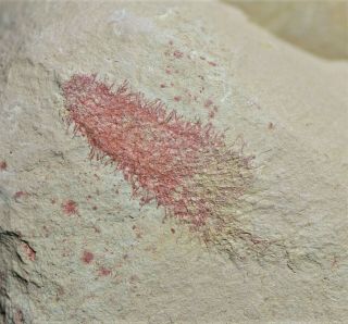 Enigmatic Species Of Chancelloriid Fossil Early Cambrian Guanshan Biota