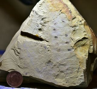 Massive Rare Kuamaia Or Skioldia Arthropod Early Cambrian Chengjiang Biota