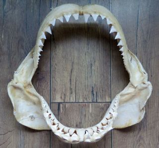 14.  37 " Nature Modern Great White Shark Jaws Taxidermy