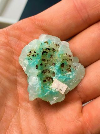 Blue Smithsonite Crystals: Kelly Mine.  Magdalena Dist. ,  Socorro Co. ,  Mexico 7