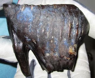 Rare Tooth Baby Of A Woolly Mammoth Fossil Pleistocene Museum Quality