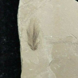 Bird Feather Fossil Green River Formation Bonanza Utah