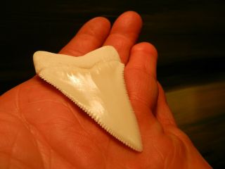 2 5/16 Gem Grade Modern Great White Shark Tooth Megalodon like Serration 6 pics 10