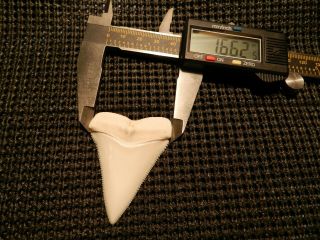 2 5/16 Gem Grade Modern Great White Shark Tooth Megalodon like Serration 6 pics 4