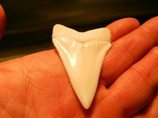 2 5/16 Gem Grade Modern Great White Shark Tooth Megalodon like Serration 6 pics 6
