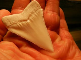 2 5/16 Gem Grade Modern Great White Shark Tooth Megalodon like Serration 6 pics 9
