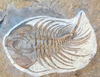 Rare Double Gabriellus Trilobite British Columbia Arthropod Cambrian Fossil Aeon