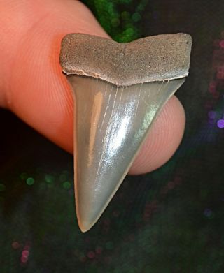 Rare Near Perfect Netherlands C.  Hastalis Shark Tooth Fossil Teeth Megalodon Era