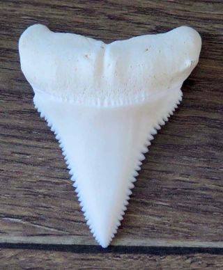 2.  189 " Lower Nature Modern Great White Shark Tooth (teeth)