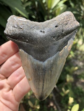 Huge 4.  11” Megalodon Tooth Fossil Shark Teeth Unrestored Natural