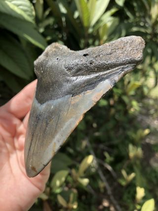 Huge 4.  11” Megalodon Tooth Fossil Shark Teeth Unrestored Natural 3