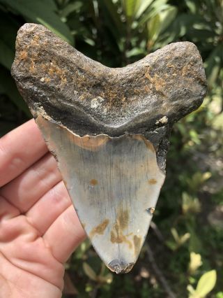 Huge 4.  11” Megalodon Tooth Fossil Shark Teeth Unrestored Natural 4