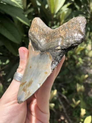 Huge 4.  11” Megalodon Tooth Fossil Shark Teeth Unrestored Natural 6