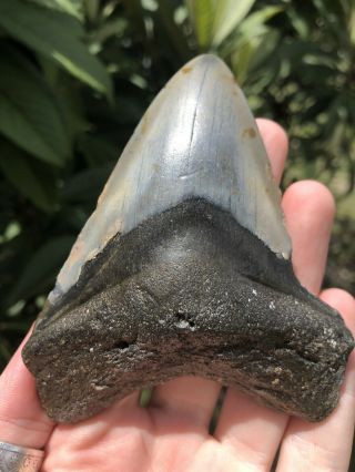 Huge 4.  11” Megalodon Tooth Fossil Shark Teeth Unrestored Natural 7