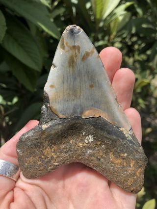 Huge 4.  11” Megalodon Tooth Fossil Shark Teeth Unrestored Natural 8
