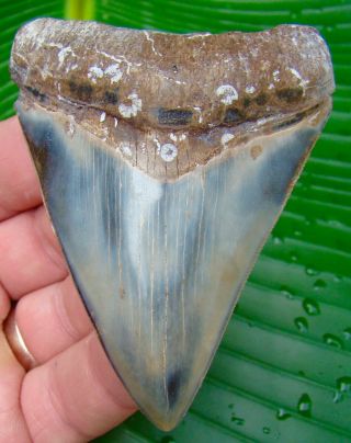 Megalodon Shark Tooth - 3 & 1/4 In.  - Real Fossil Sharks Teeth - Jaw