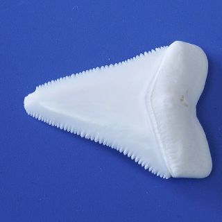 1.  846 inch Modern Great White Shark Tooth Megalodon Sharks Movie Fan BT78 5