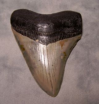 Megalodon Tooth 3 9/16 Shark Teeth Fossil Jaw Megladon Meg Scuba Diver Huge Gem