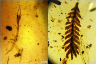 Neuroptera Larva Burmite Cretaceous Amber Fossil Dinosaurs Era