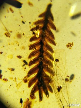 Neuroptera larva Burmite Cretaceous Amber fossil dinosaurs era 3