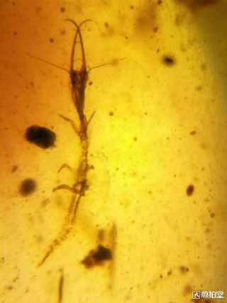 Neuroptera larva Burmite Cretaceous Amber fossil dinosaurs era 5