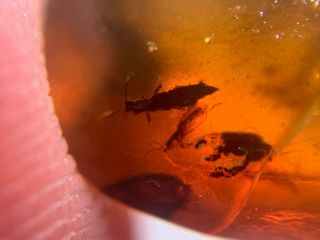 rove beetle&unknown fly Burmite Myanmar Burmese Amber insect fossil dinosaur age 2