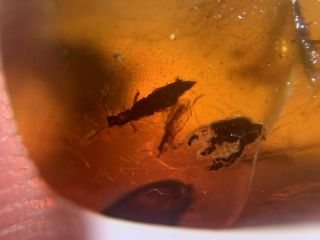 rove beetle&unknown fly Burmite Myanmar Burmese Amber insect fossil dinosaur age 3